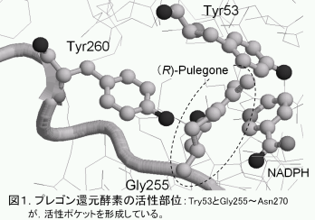 図_プレゴン還元酵素の活性部位