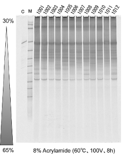 図_8%Acrylamide(60℃,100V,8h)